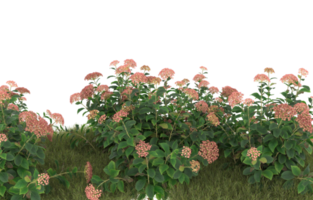 Realistic foliage isolated on transparent background. 3d rendering - illustration png