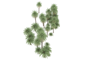 Palm trees isolated on transparent background. 3d rendering - illustration png