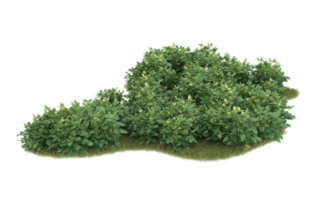 Realistic foliage isolated on transparent background. 3d rendering - illustration png