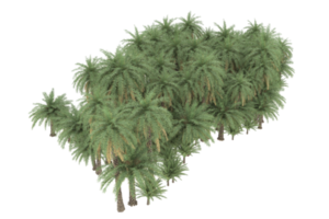 Palm trees isolated on transparent background. 3d rendering - illustration png