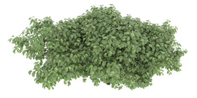 forêt réaliste isolée sur fond transparent. rendu 3d - illustration png