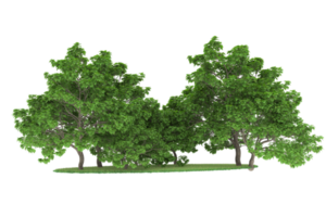 forêt réaliste isolée sur fond transparent. rendu 3d - illustration png