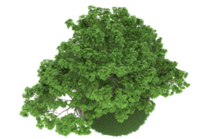 forêt réaliste isolée sur fond transparent. rendu 3d - illustration png