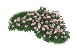 Realistic foliage isolated on transparent background. 3d rendering - illustration png