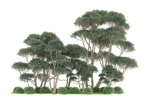 Realistic forest isolated on transparent background. 3d rendering - illustration png