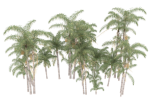 Palm trees isolated on transparent background. 3d rendering - illustration png