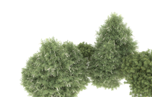 Realistic foliage isolated on transparent background. 3d rendering - illustration png