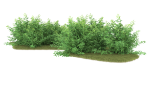 Realistic foliage isolated on transparent background. 3d rendering - illustration png