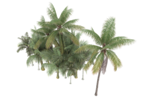 palm bomen geïsoleerd Aan transparant achtergrond. 3d renderen - illustratie png