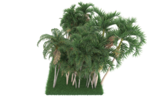 Palm trees isolated on transparent background. 3d rendering - illustration png