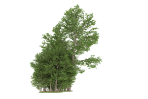 forêt réaliste isolée sur fond transparent. rendu 3d - illustration png