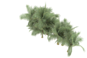 palm bomen geïsoleerd Aan transparant achtergrond. 3d renderen - illustratie png