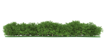 Realistic forest isolated on transparent background. 3d rendering - illustration png