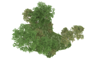 forêt réaliste isolée sur fond transparent. rendu 3d - illustration png