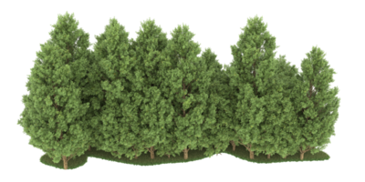 floresta realista isolada em fundo transparente. renderização 3D - ilustração png