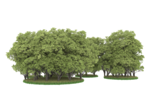 Realistic forest isolated on transparent background. 3d rendering - illustration png