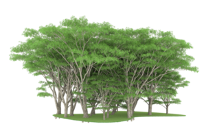 Realistic forest isolated on transparent background. 3d rendering - illustration png