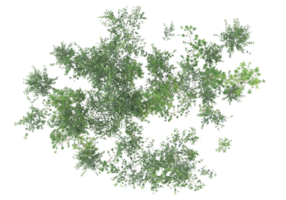 Realistic foliage isolated on transparent background. 3d rendering - illustration png