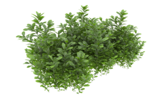 Realistic foliage isolated on transparent background. 3d rendering - illustration png