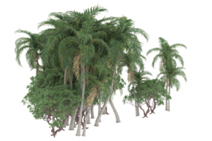 Palm trees isolated on transparent background. 3d rendering - illustration png