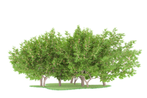 forêt réaliste isolée sur fond transparent. rendu 3d - illustration png