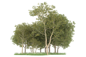 Realistic forest isolated on transparent background. 3d rendering - illustration png