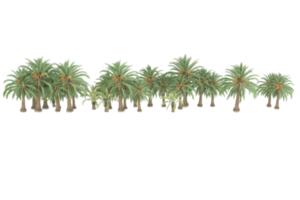 Palm trees isolated on transparent background. 3d rendering - illustration png