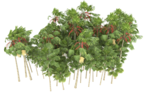 Palm trees isolated on transparent background. 3d rendering - illustration png