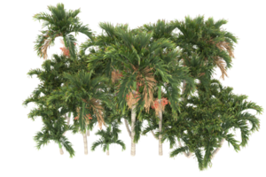 Palm trees isolated on transparent background. 3d rendering - illustration png