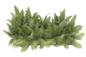 Palm trees isolated on transparent background. 3d rendering - illustration png