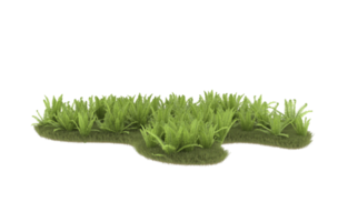 Realistic foliage isolated on transparent background. 3d rendering - illustration png