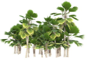 palma alberi isolato su trasparente sfondo. 3d interpretazione - illustrazione png