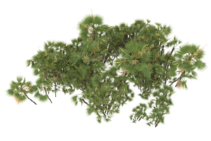 Palm trees isolated on transparent background. 3d rendering - illustration png