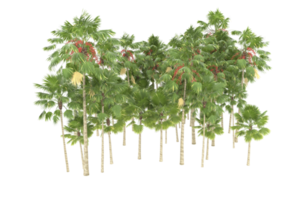 palma alberi isolato su trasparente sfondo. 3d interpretazione - illustrazione png