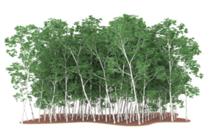 Realistic forest isolated on transparent background. 3d rendering - illustration png