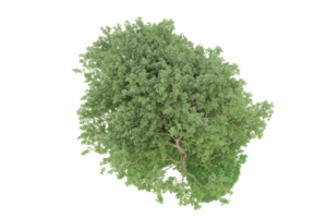 realistico foresta isolato su trasparente sfondo. 3d interpretazione - illustrazione png