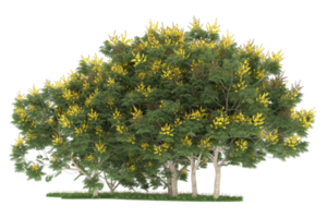 realistico foresta isolato su trasparente sfondo. 3d interpretazione - illustrazione png