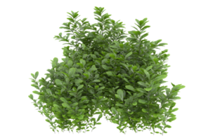 Realistic foliage isolated on transparent background. 3d rendering - illustration png