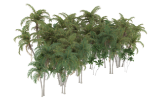 Palm trees isolated on transparent background. 3d rendering - illustration png