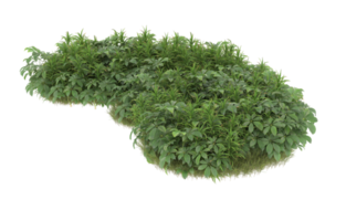 Realistic foliage isolated on transparent background. 3d rendering - illustration png