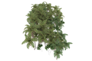 palma alberi isolato su trasparente sfondo. 3d interpretazione - illustrazione png