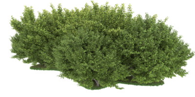 Realistic forest isolated on transparent background. 3d rendering - illustration png