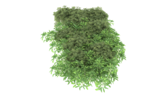 Realistic foliage isolated on transparent background. 3d rendering - illustration png