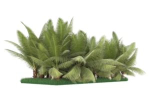 Palm trees isolated on transparent background. 3d rendering - illustration png