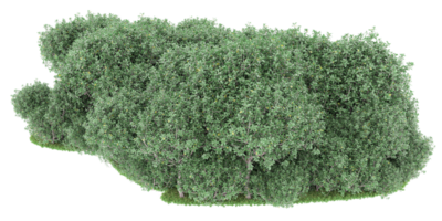 Realistic forest isolated on transparent background. 3d rendering - illustration png