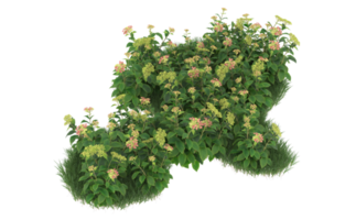 Realistic foliage isolated on transparent background. 3d rendering - illustration png