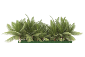 Palm trees isolated on transparent background. 3d rendering - illustration png