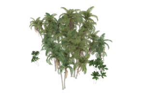 Palm trees isolated on transparent background. 3d rendering - illustration png