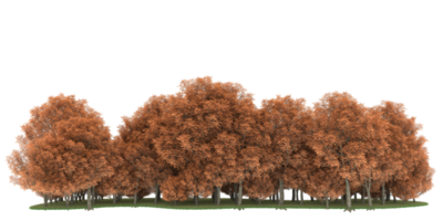 forêt réaliste isolée sur fond transparent. rendu 3d - illustration png