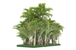 Palm trees isolated on transparent background. 3d rendering - illustration png